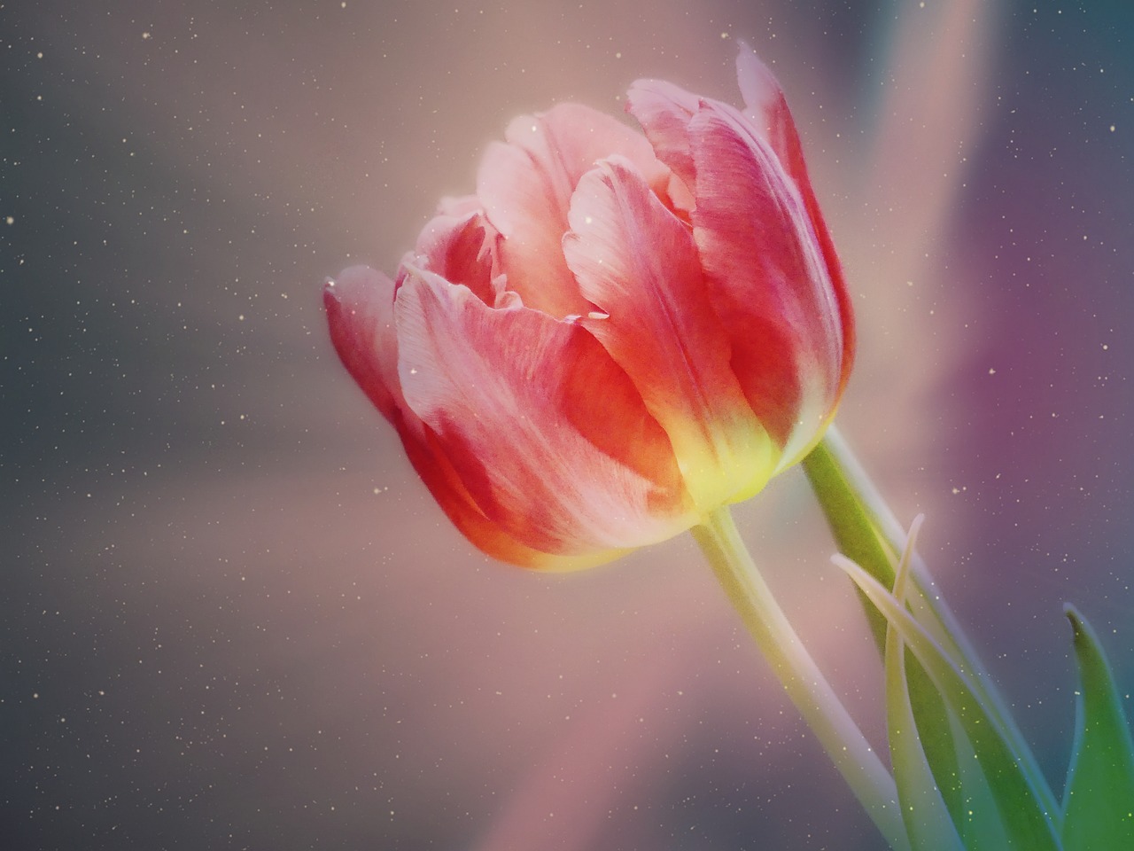 tulip  blossom  bloom free photo