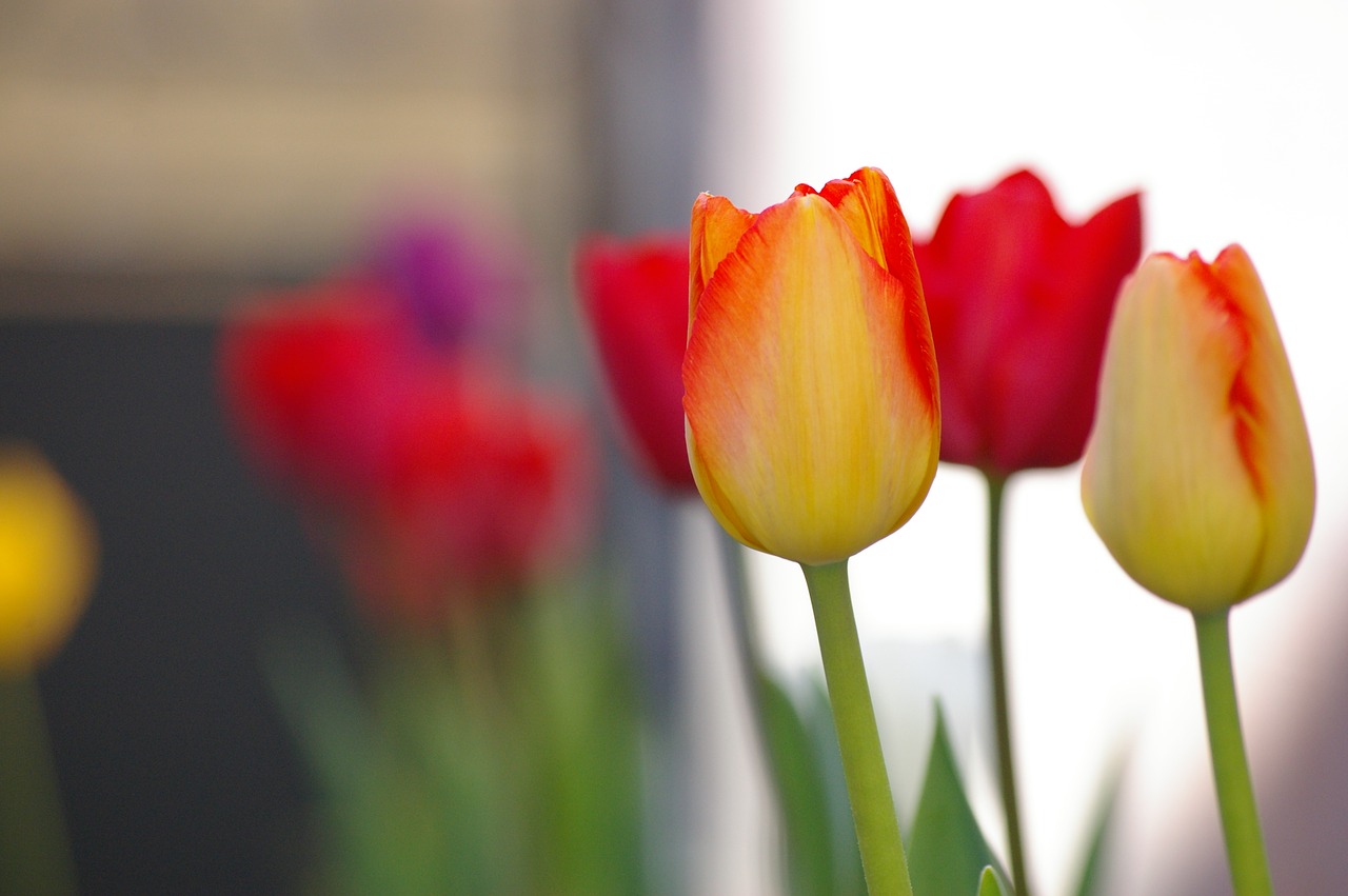 tulip  yellow  red free photo