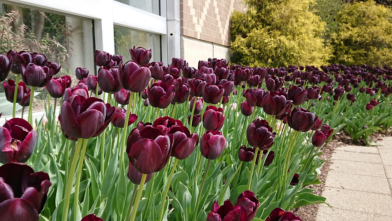 tulip  purple  garden free photo