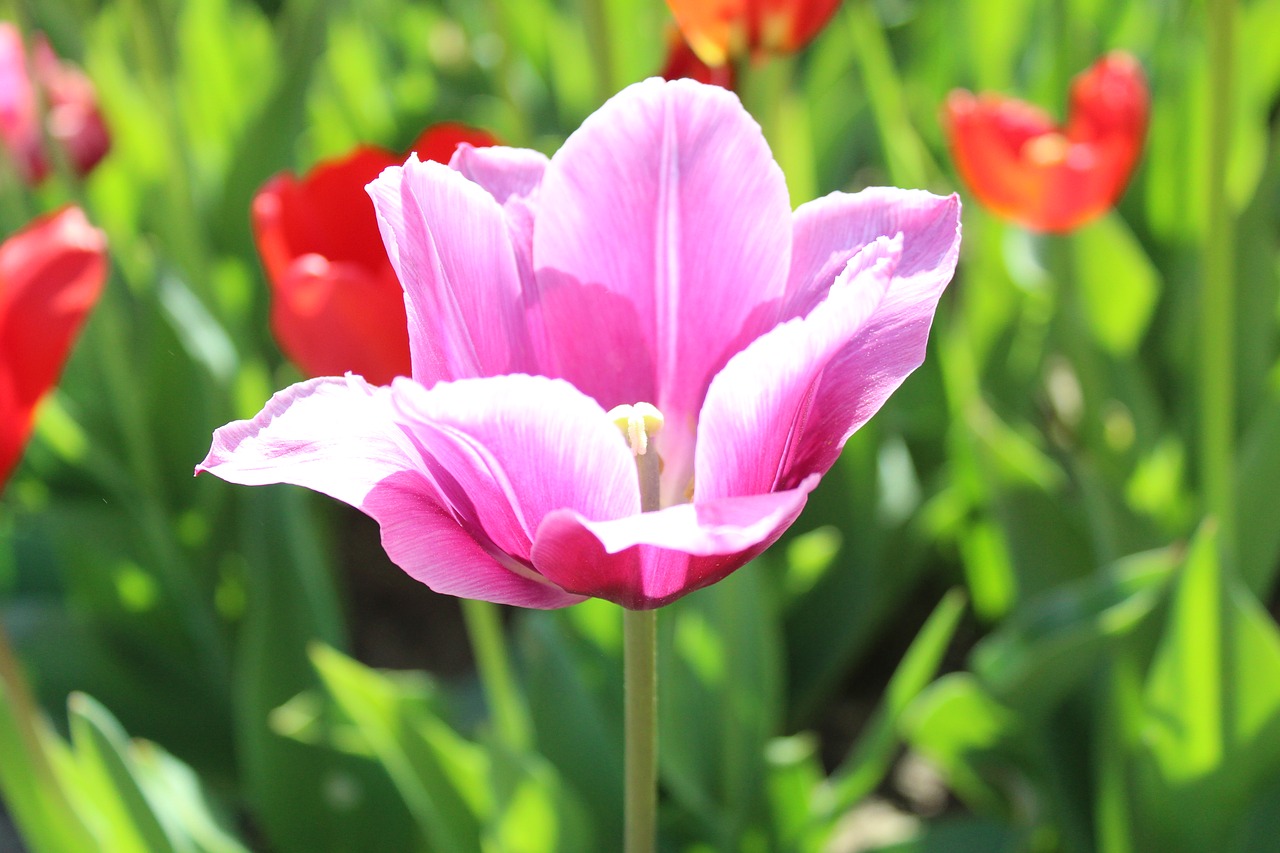 tulip  nature  spring free photo