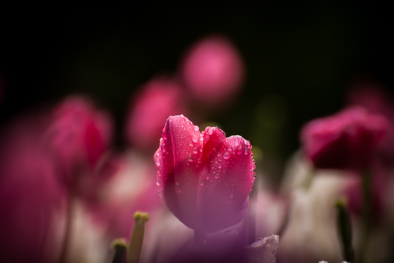 tulip  rain  water drops free photo
