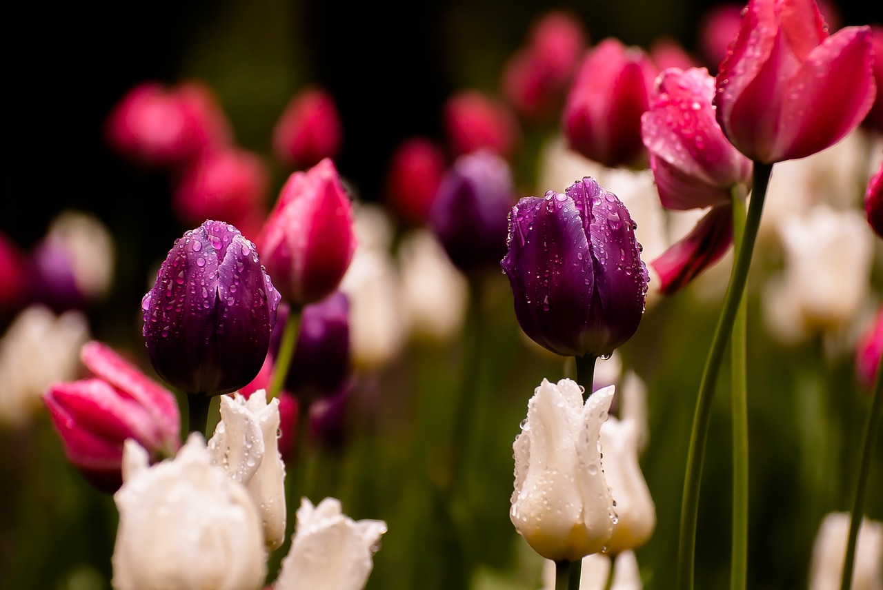 tulip  rain  flowers free photo