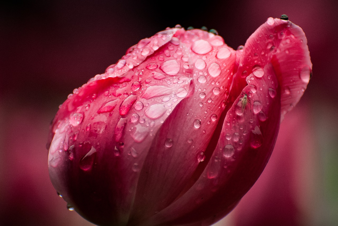 tulip  rain  fly free photo