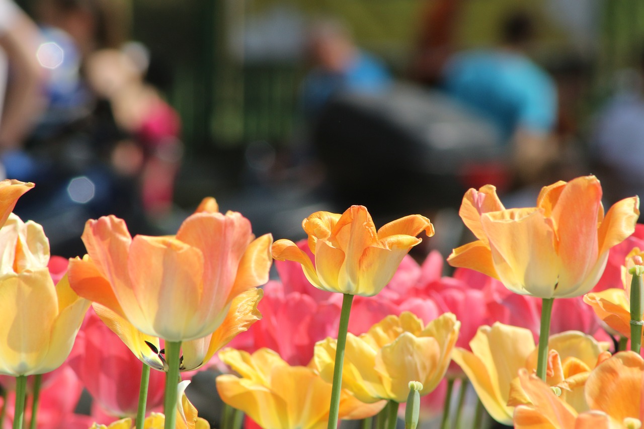 tulip  flowers  spring free photo