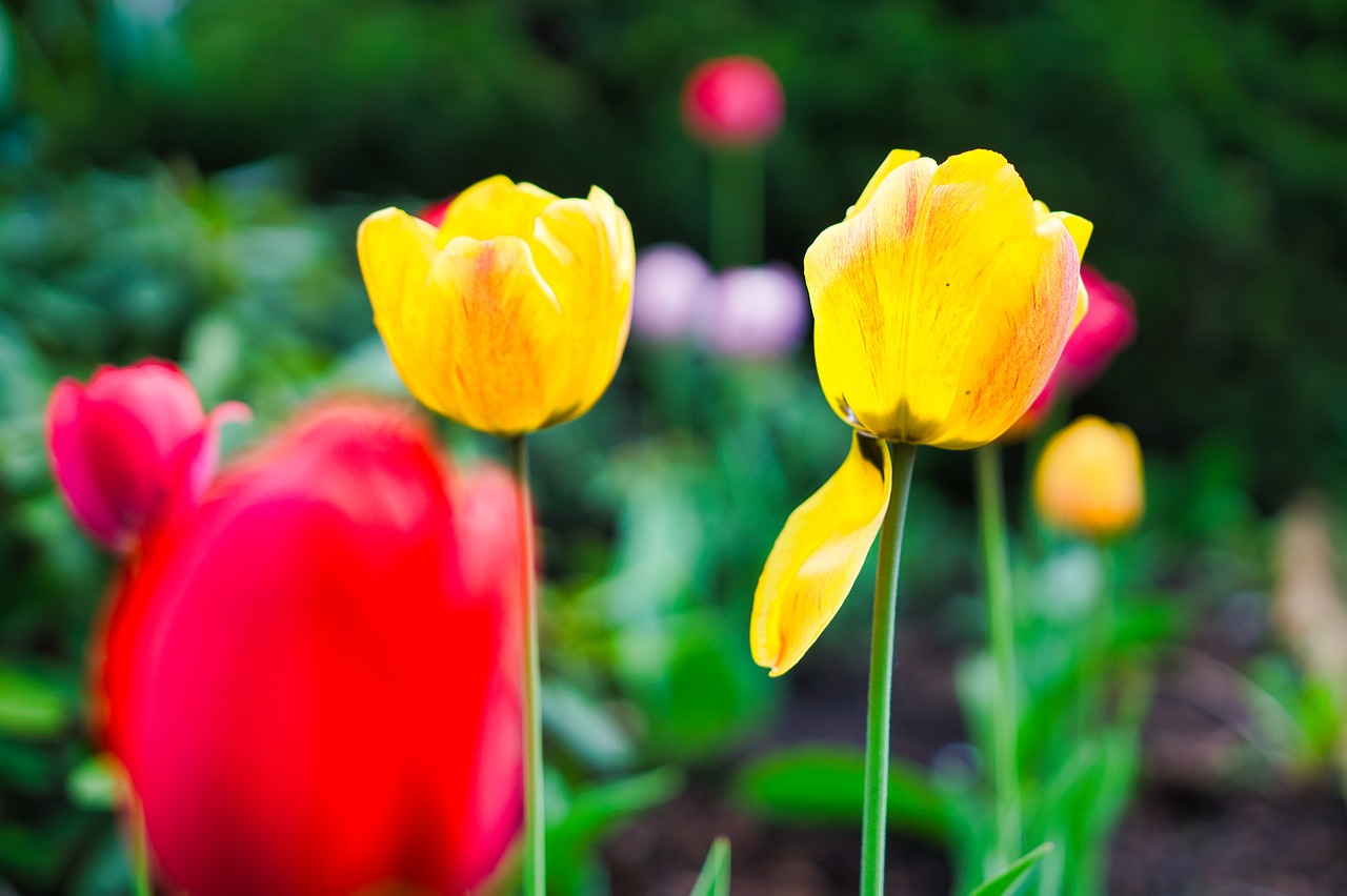 tulip  tulips  blooms free photo