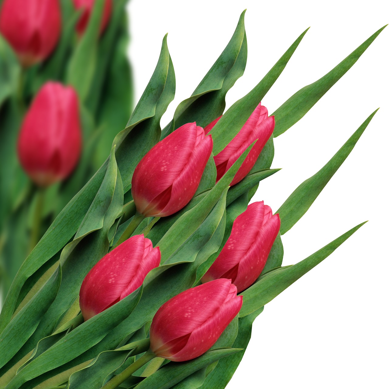 tulip  tulips  flowers free photo