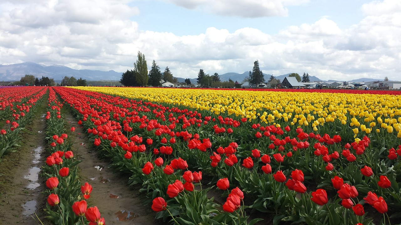 tulip tulips red free photo