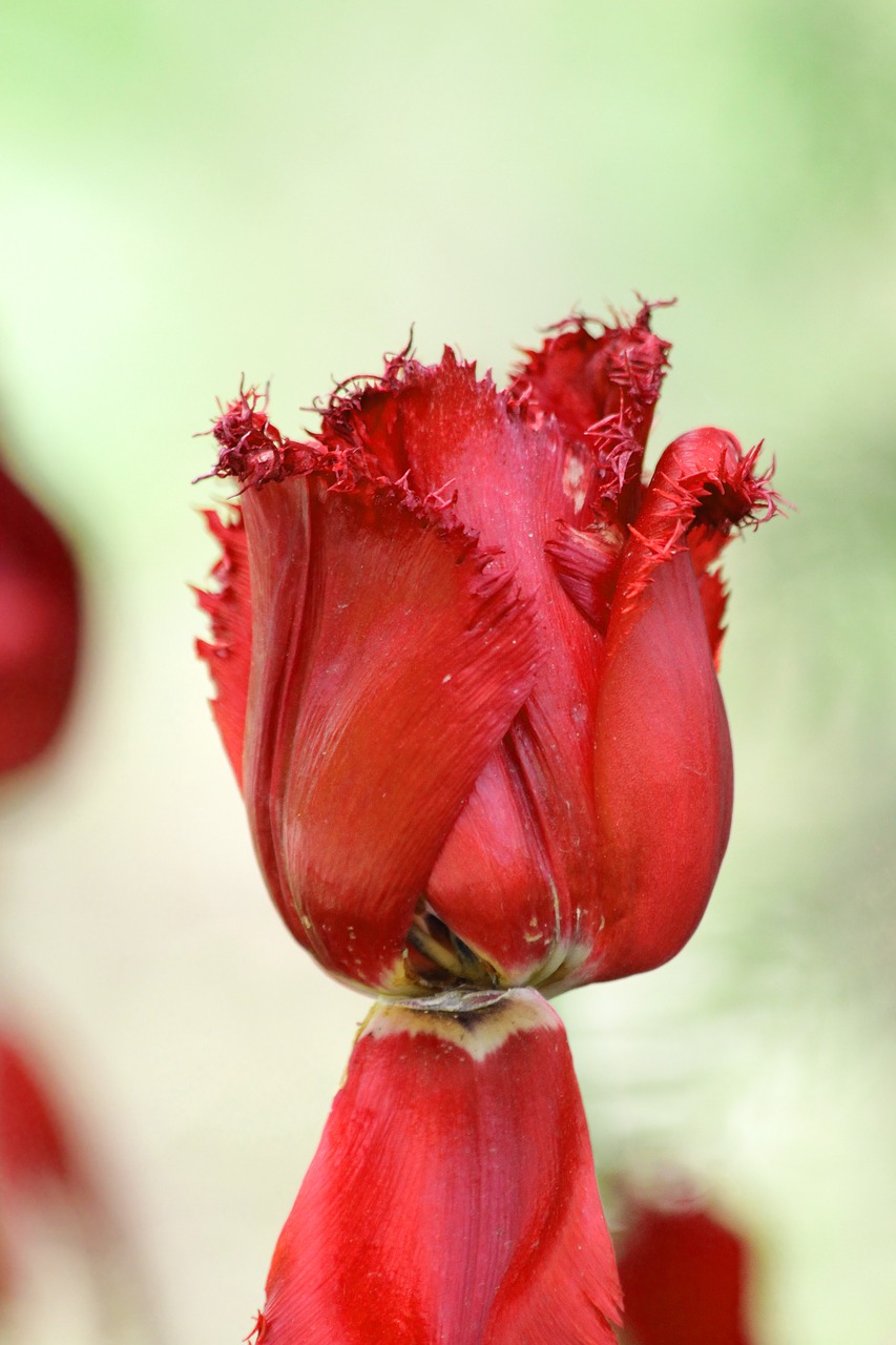 tulip  red tulip  flower free photo