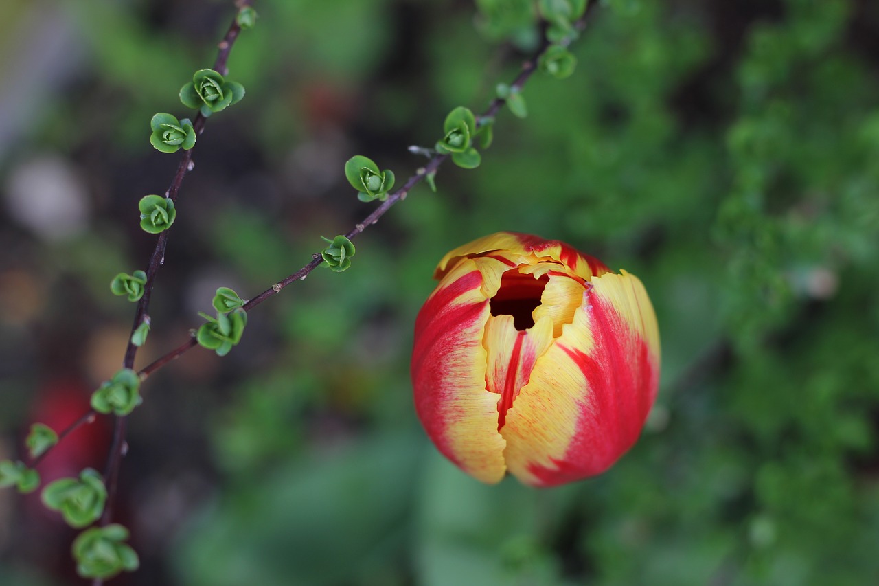 tulip  spring  bloom free photo