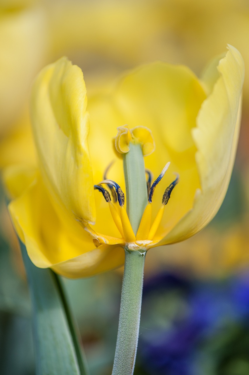 tulip yellow spring free photo