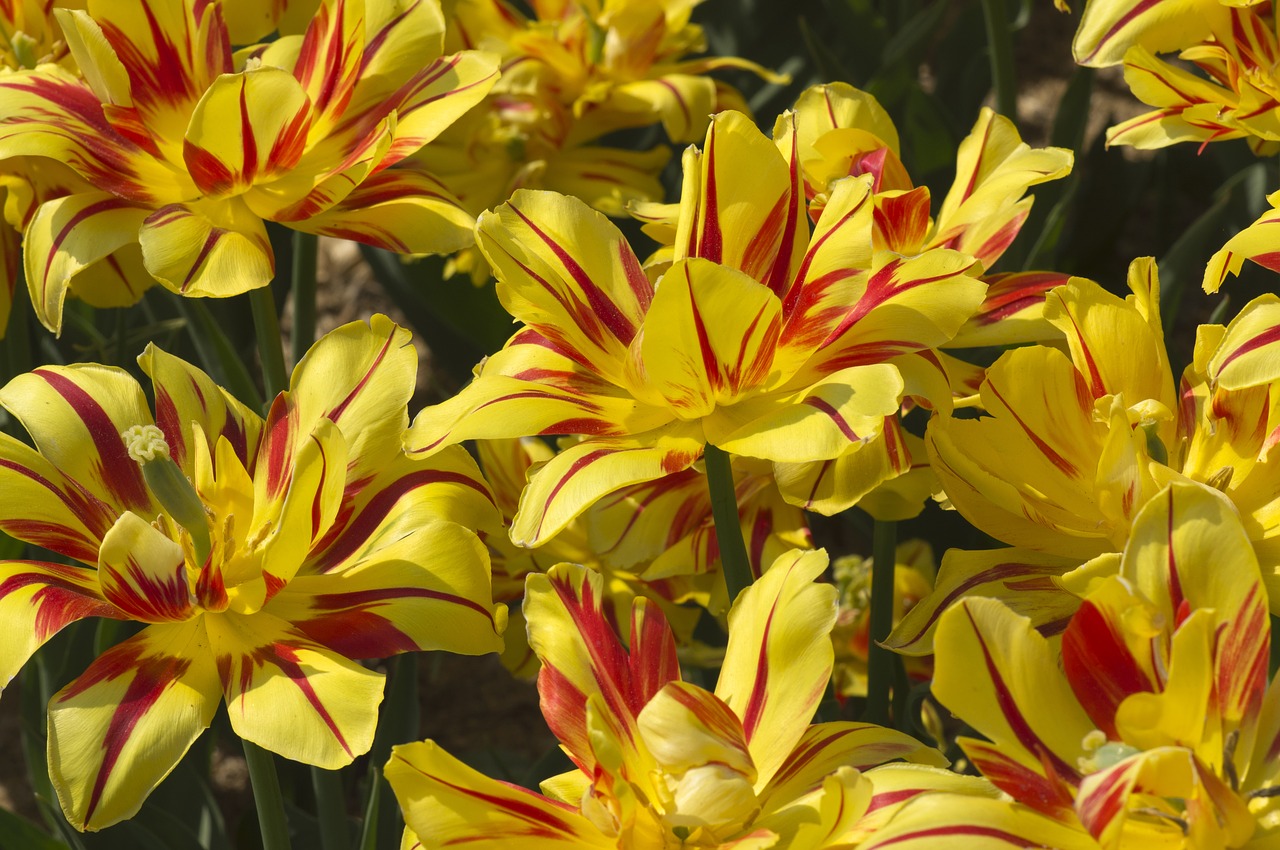 tulip  flower  spring free photo