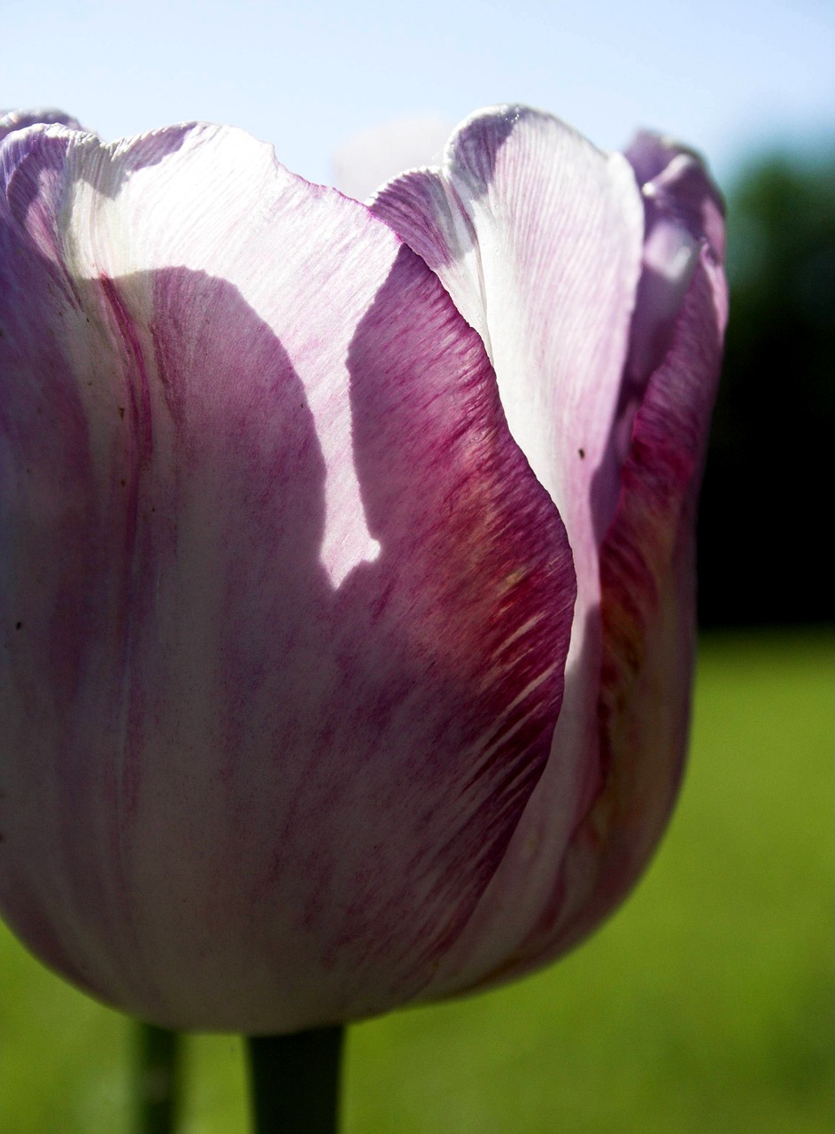 tulip flower bloom free photo