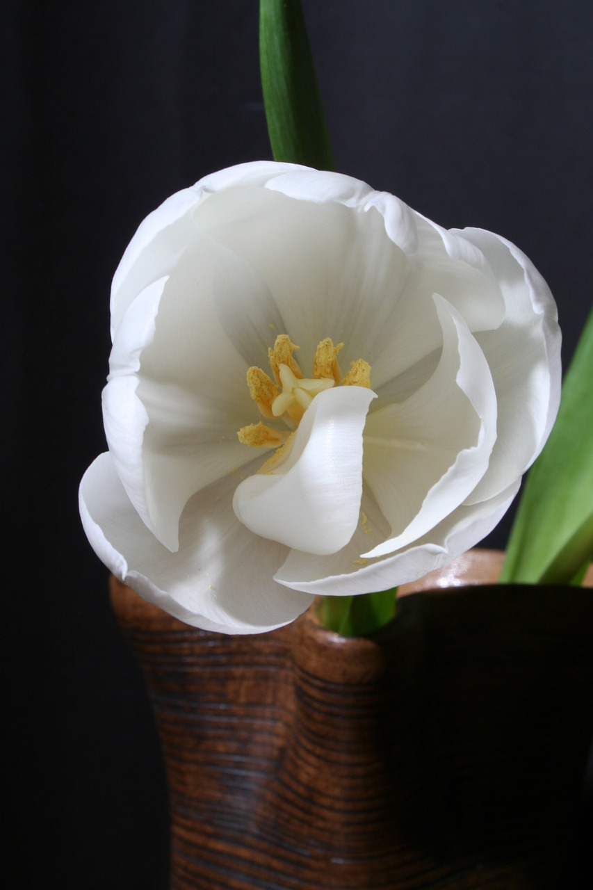 tulip white green free photo