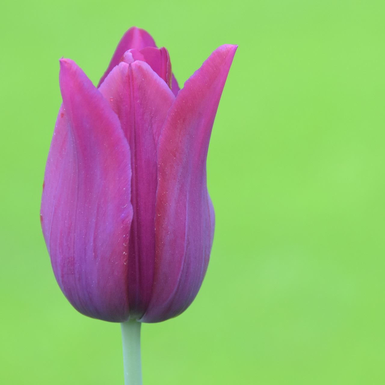 tulip  keukenhof  holland free photo