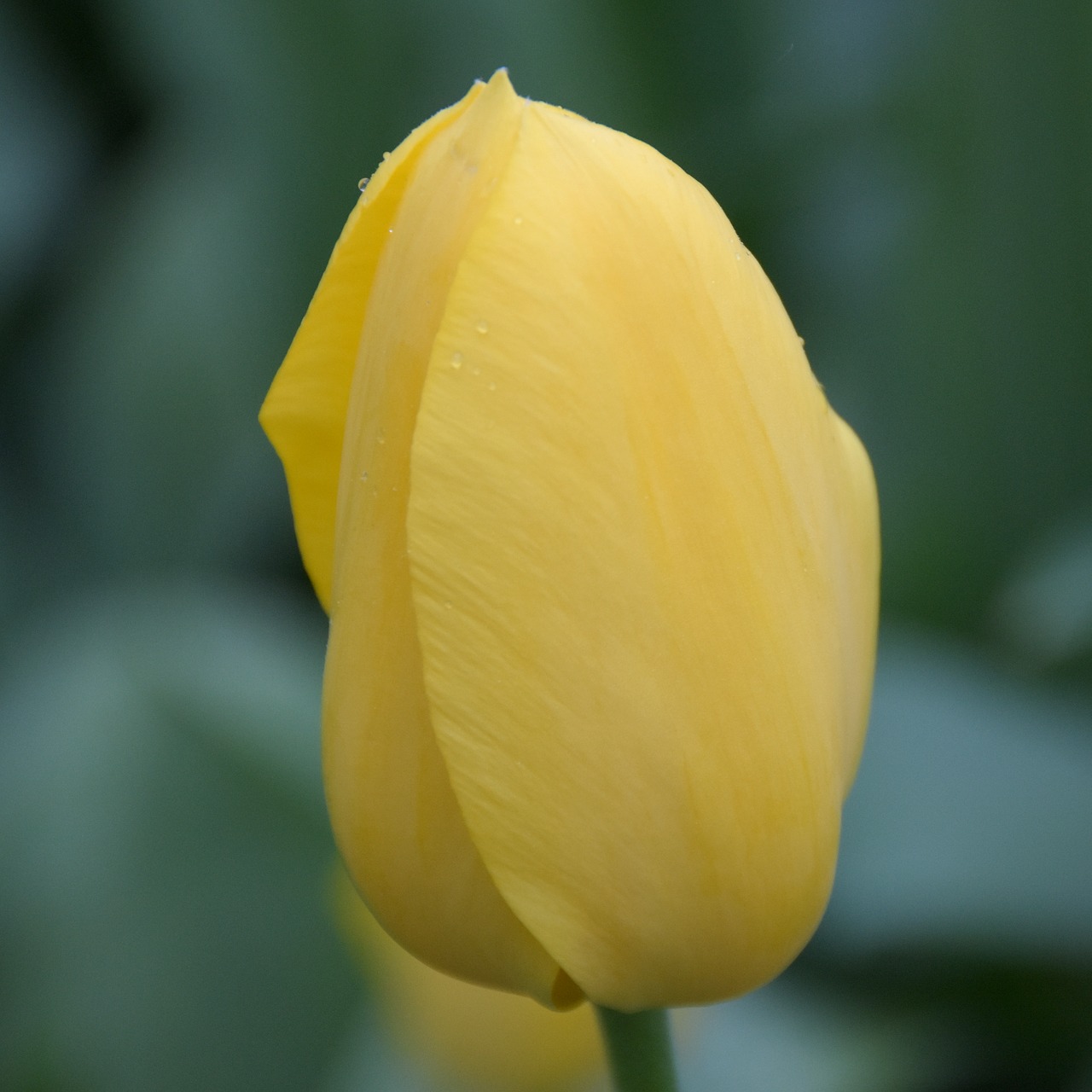 tulip  keukenhof  holland free photo