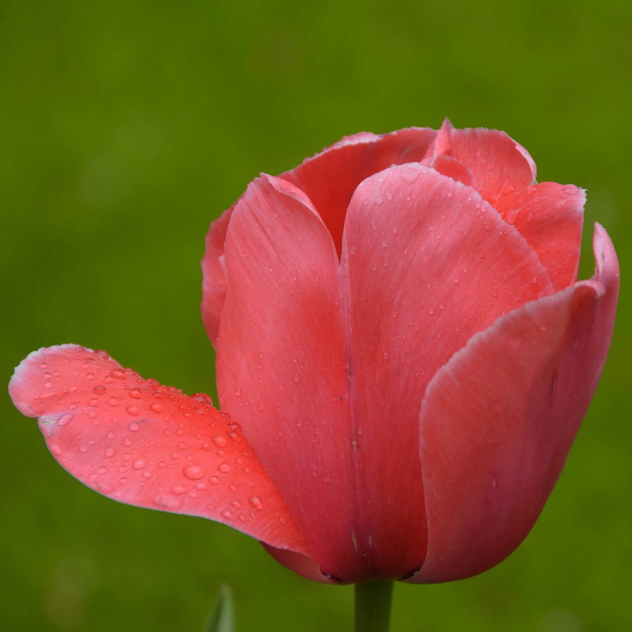 tulip  keukenhof  holland free photo