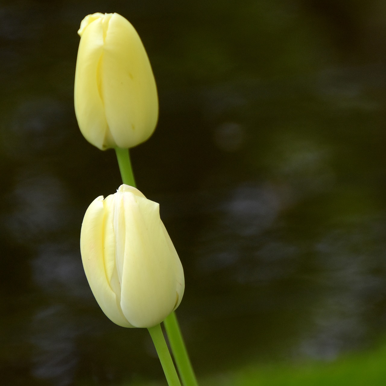 tulip  keukenhof  holland free photo