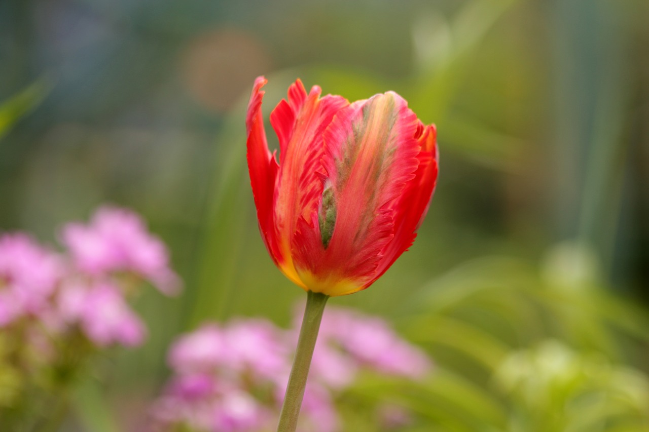 tulip  red  flower free photo