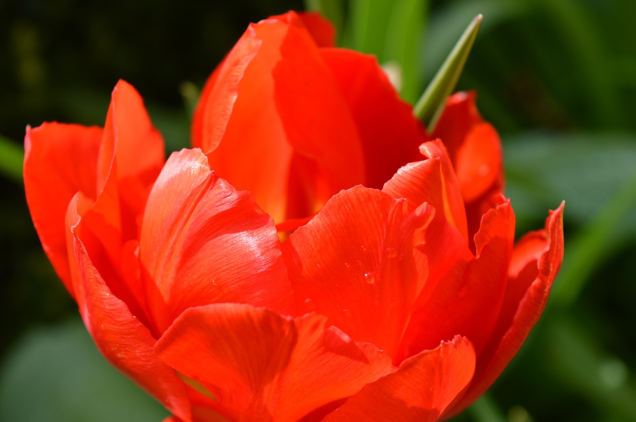 tulip  red  blossom free photo