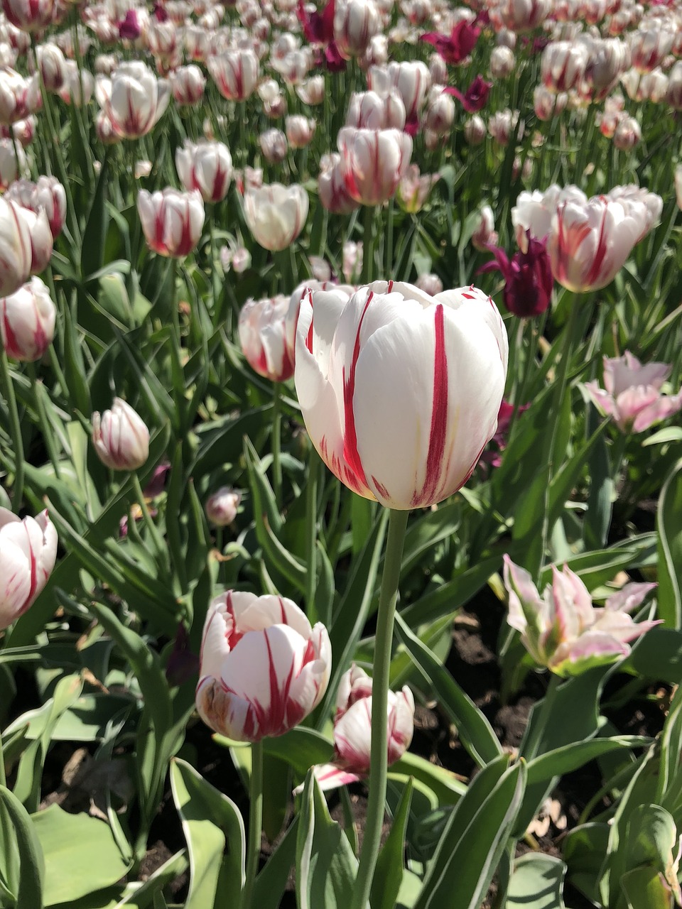 tulip  ottawa  flower show free photo