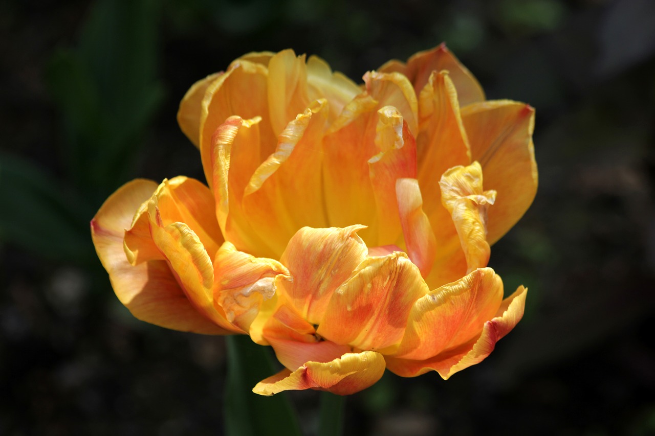 tulip  flower  spring free photo