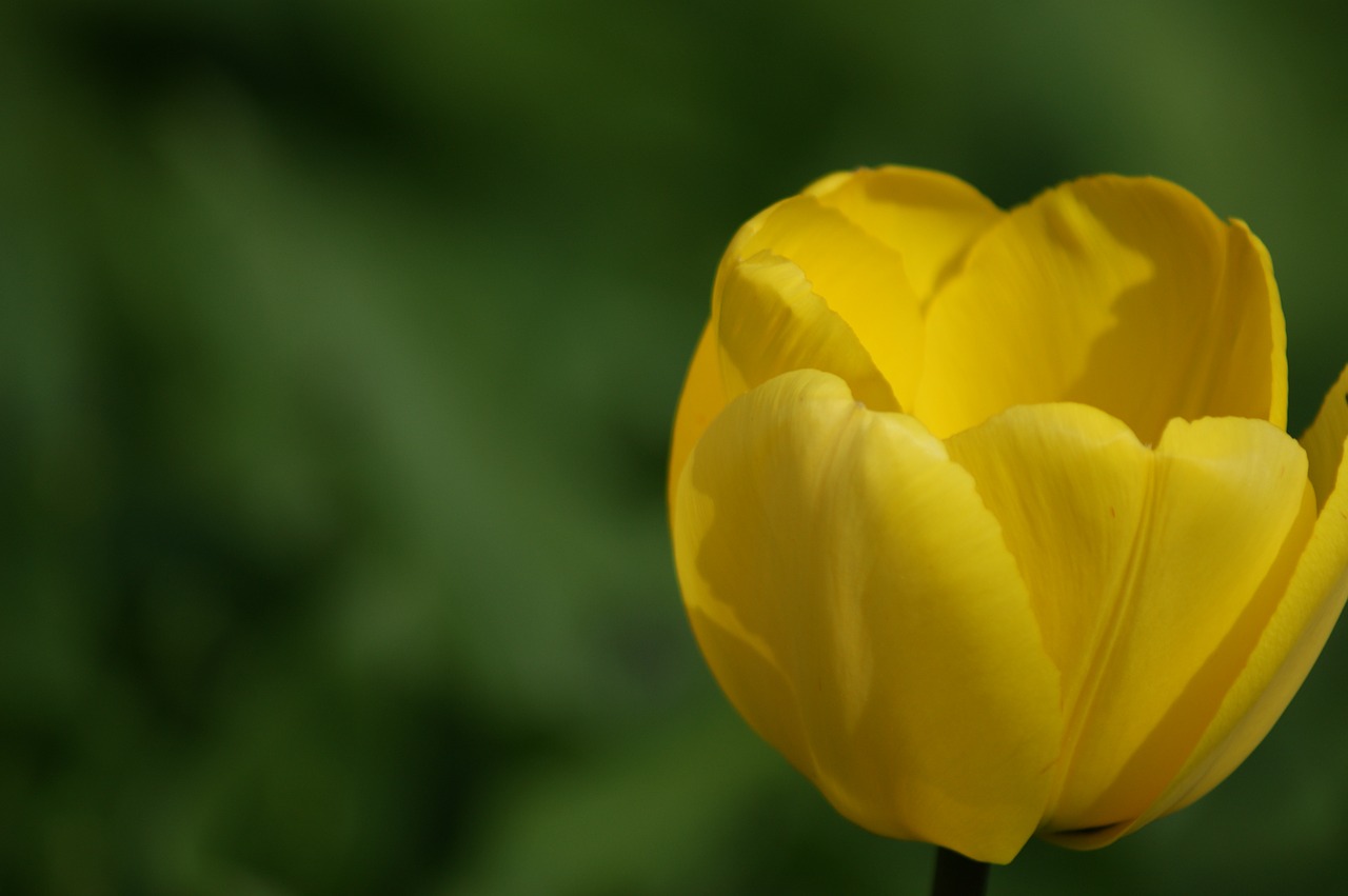 tulip yellow flower free photo