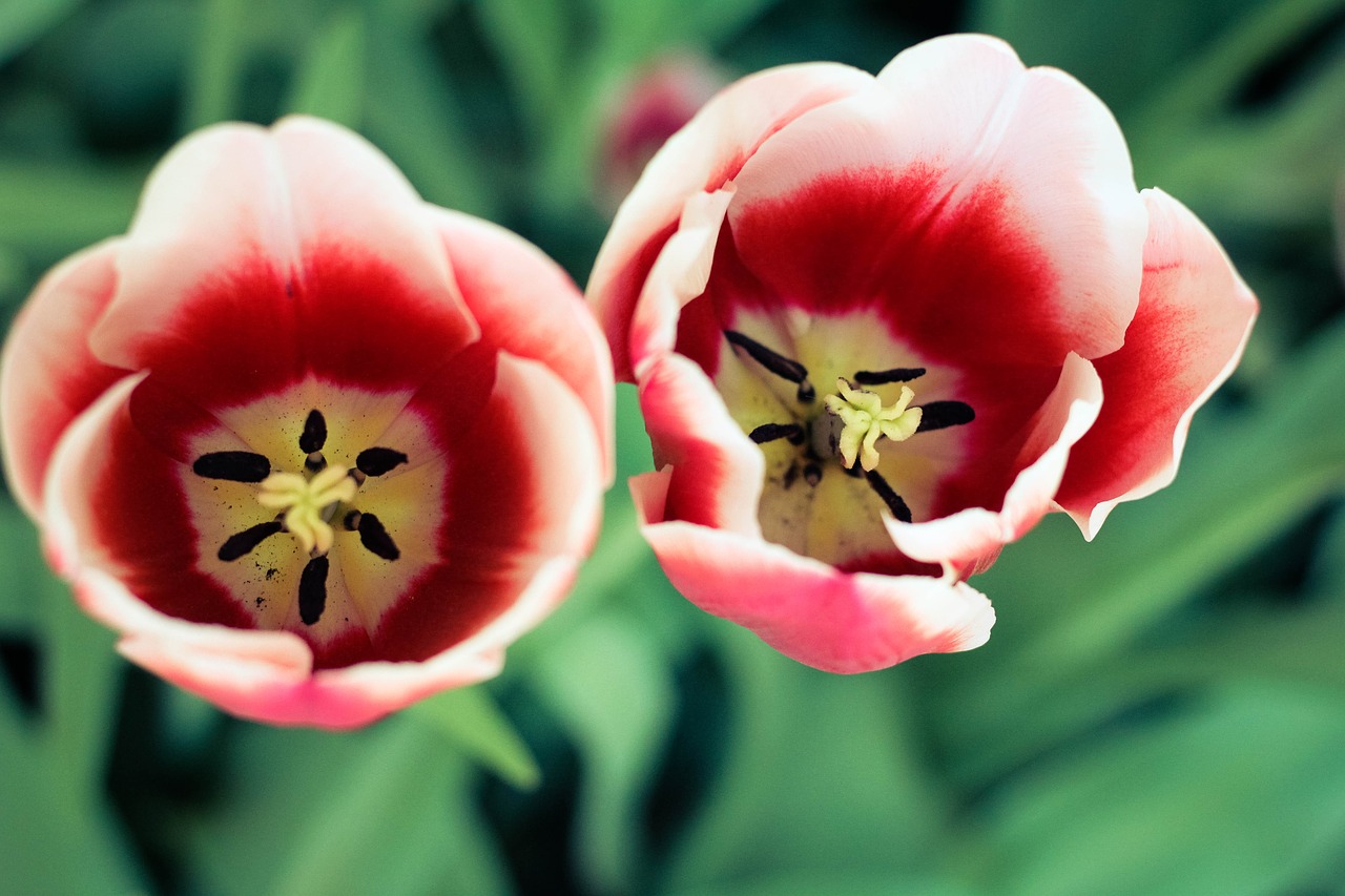 tulip  tupips  nature free photo