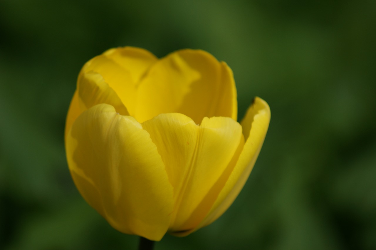 tulip yellow flower free photo