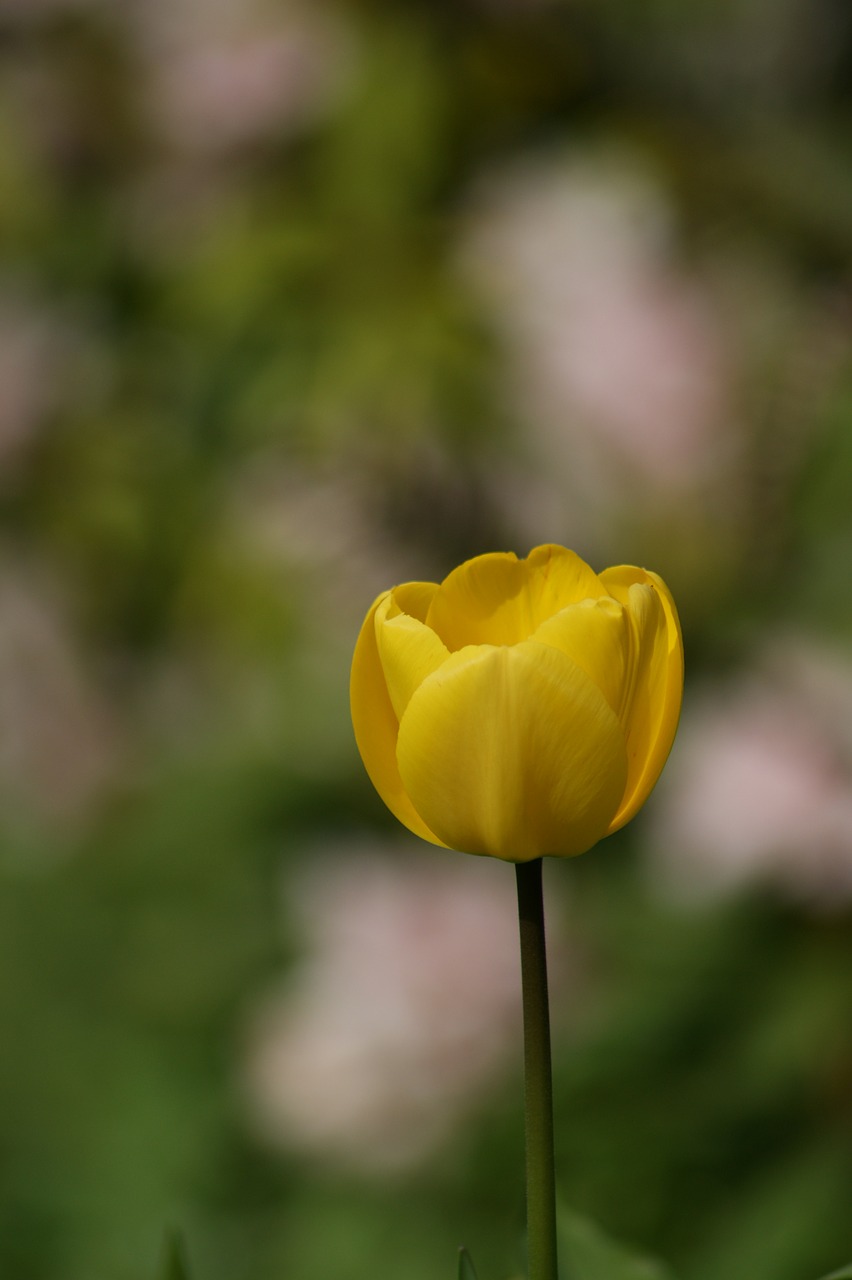 tulip yellow flower free photo