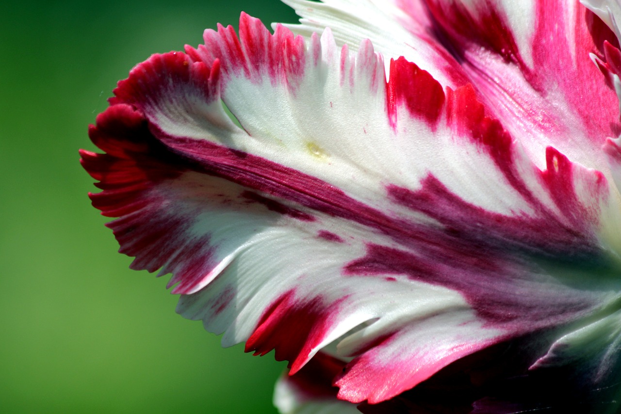 tulip  red  white free photo