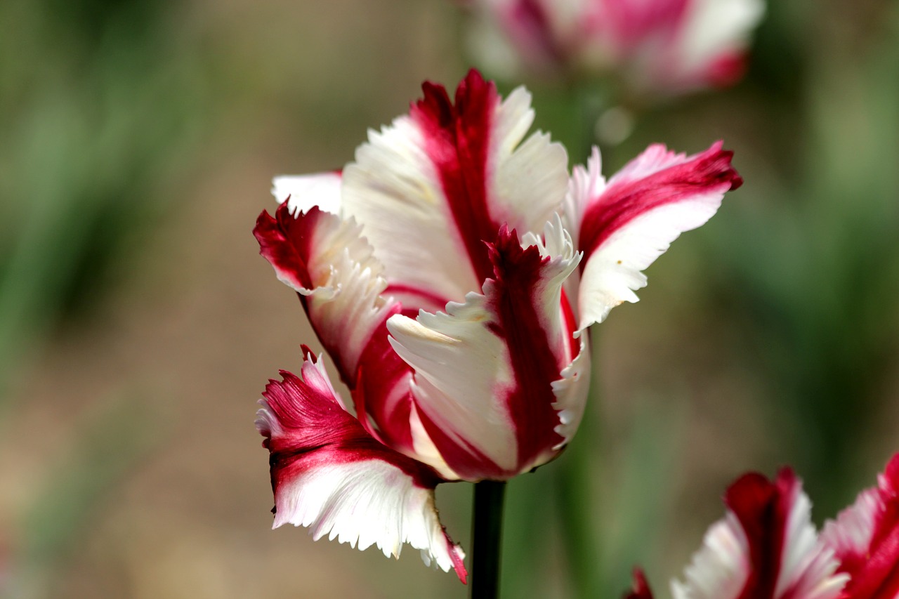 tulip  red  white free photo