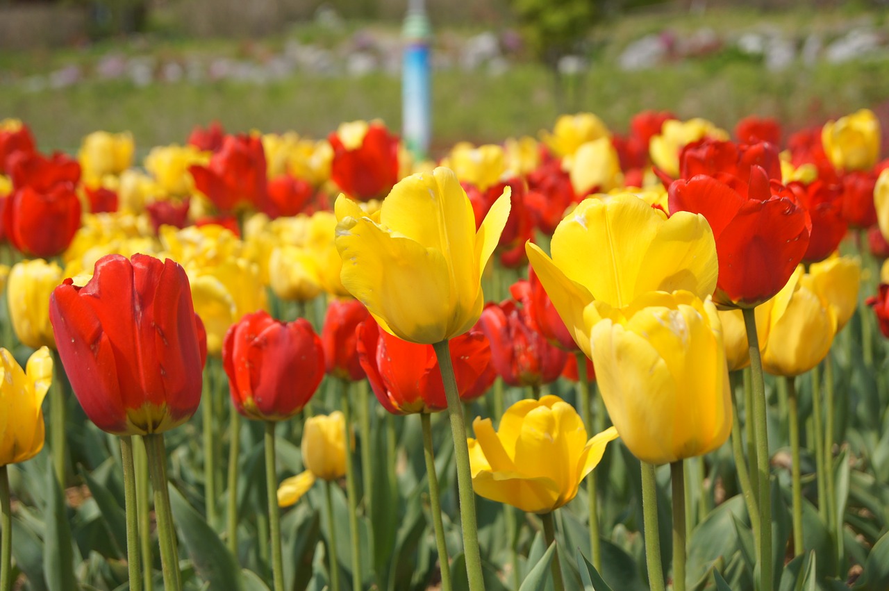 tulip  flowering  beautiful free photo