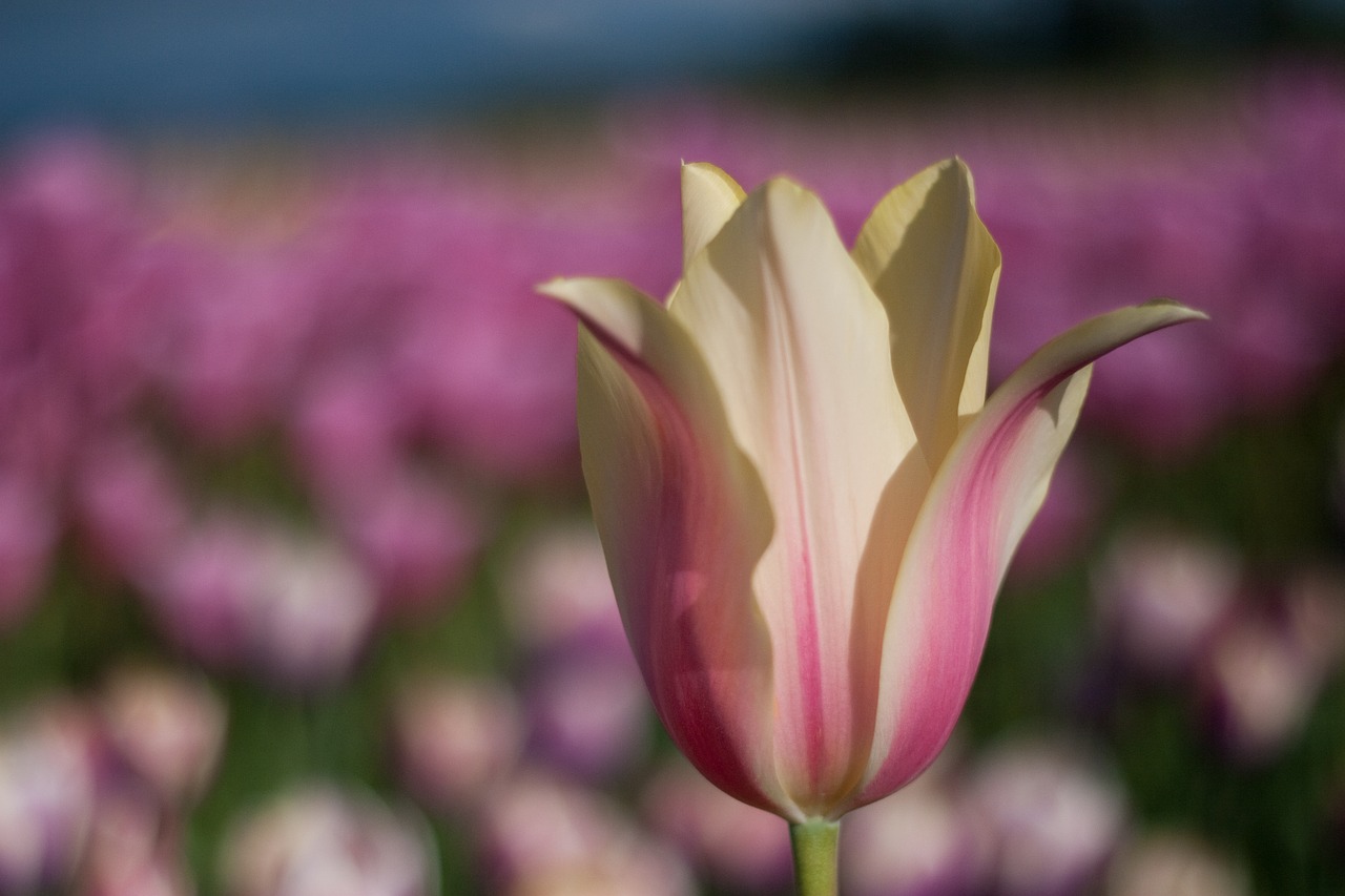 tulip  flower  field free photo