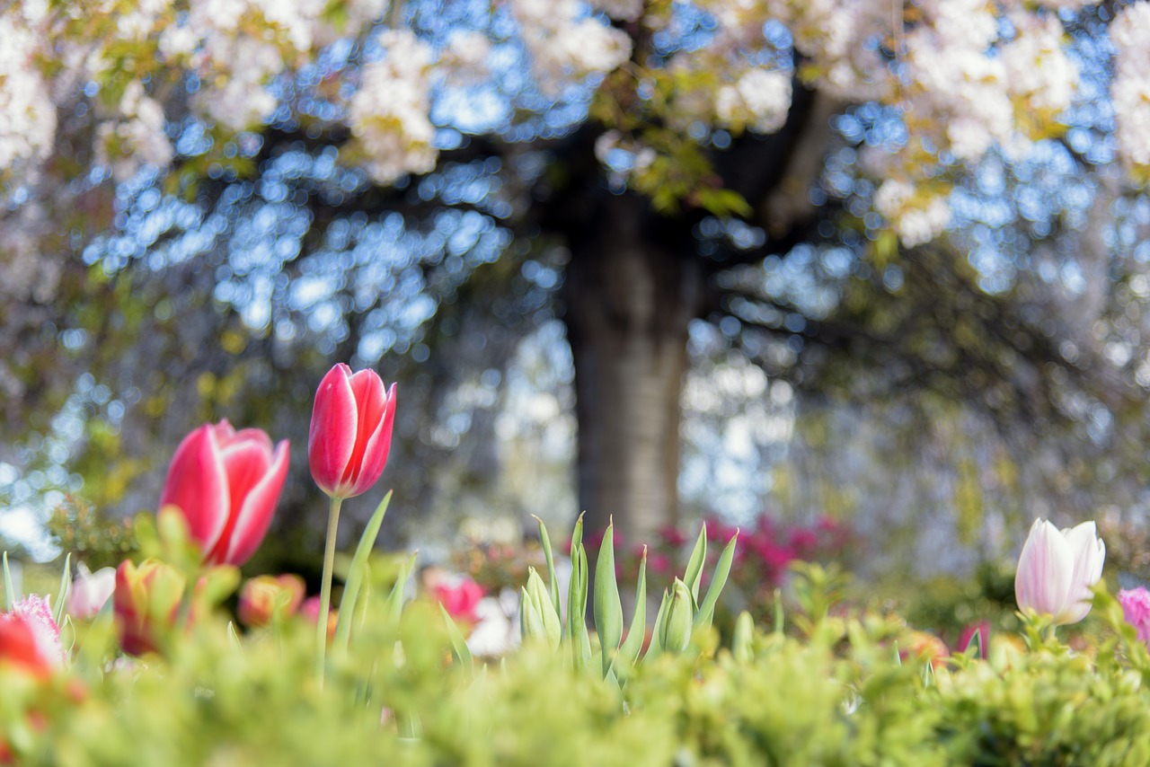 tulip  red  colourful free photo