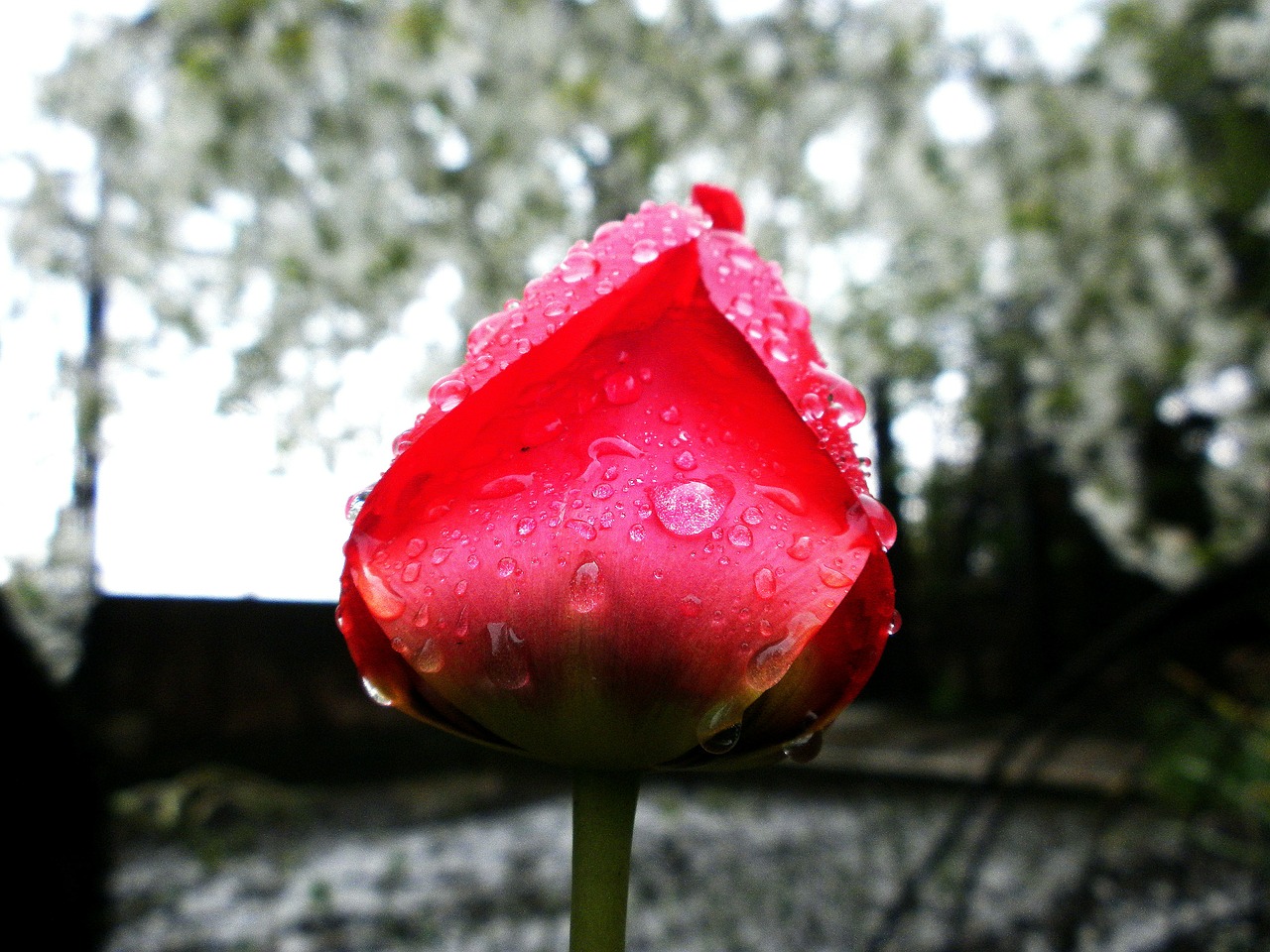 tulip flower spring free photo