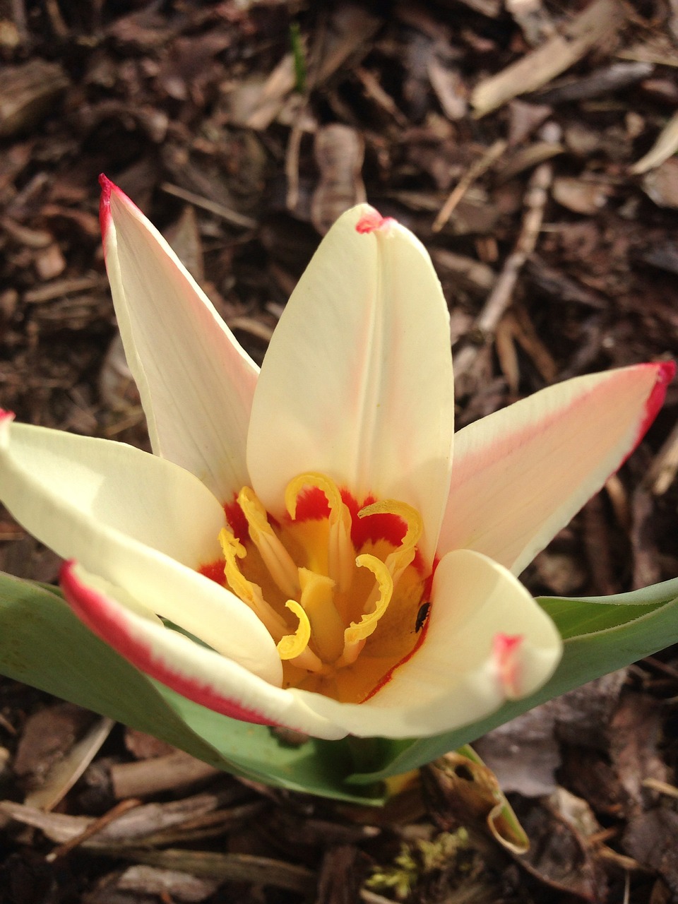 tulip early bloomer spring free photo