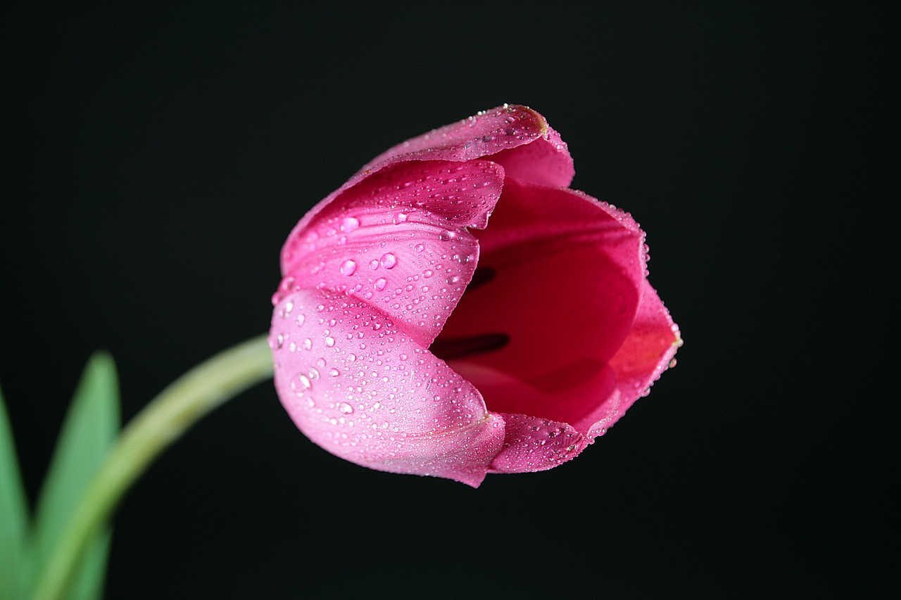 tulip  flower  petals free photo