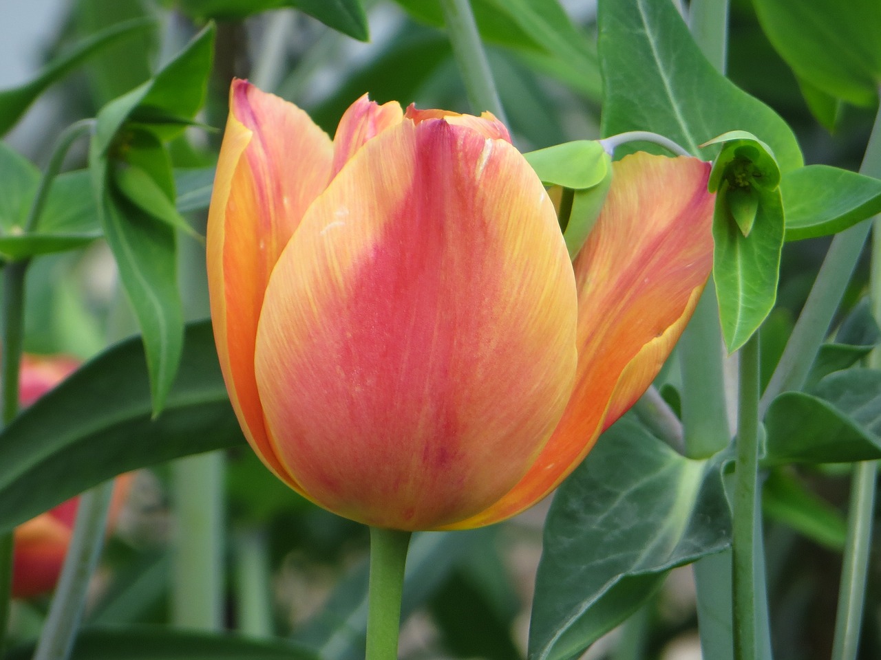 tulip  flower  spring free photo