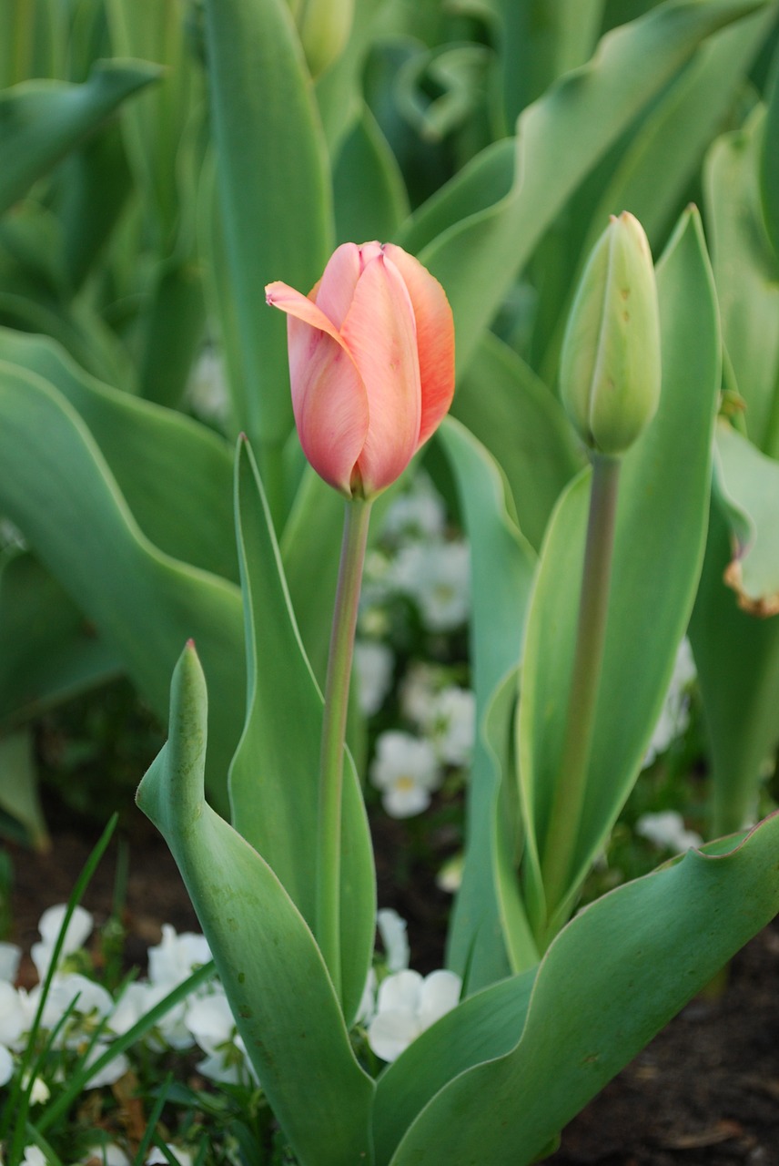 tulip flowers nature free photo