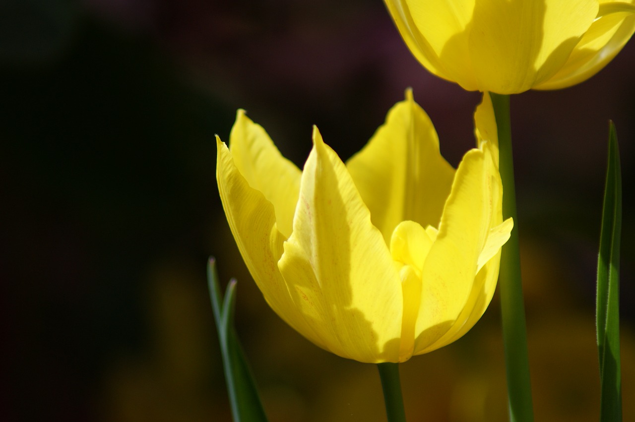 tulip yellow flower free photo