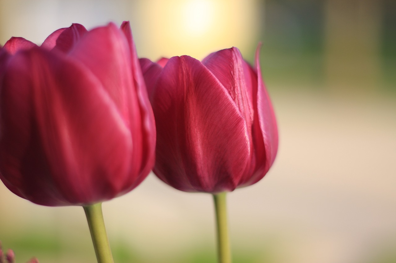 tulip  spring  flower free photo