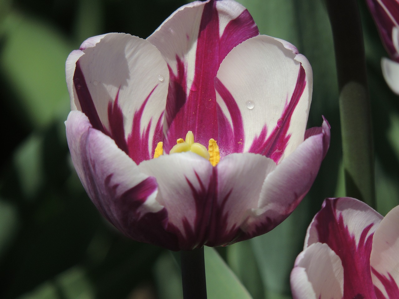 tulip  flower  purple flower free photo