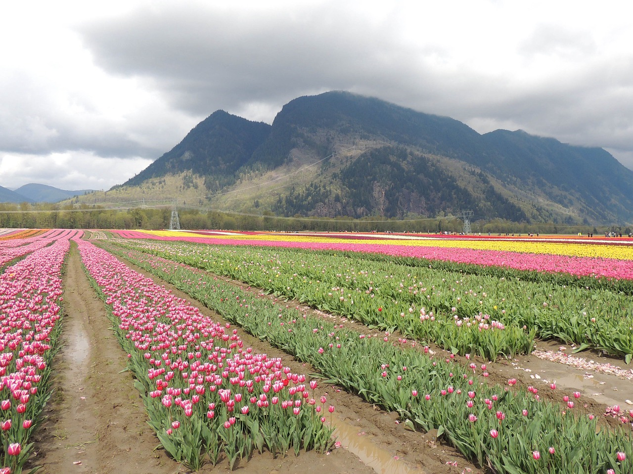 tulip garden open country free photo