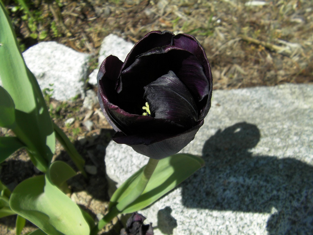 tulip tulipa black tulip free photo