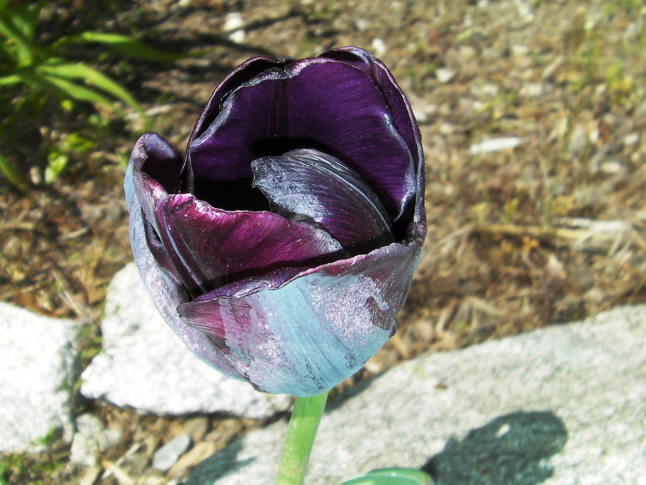 tulip tulipa black tulip free photo