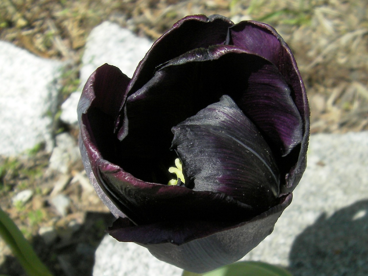 tulip tulipa black tulip free photo