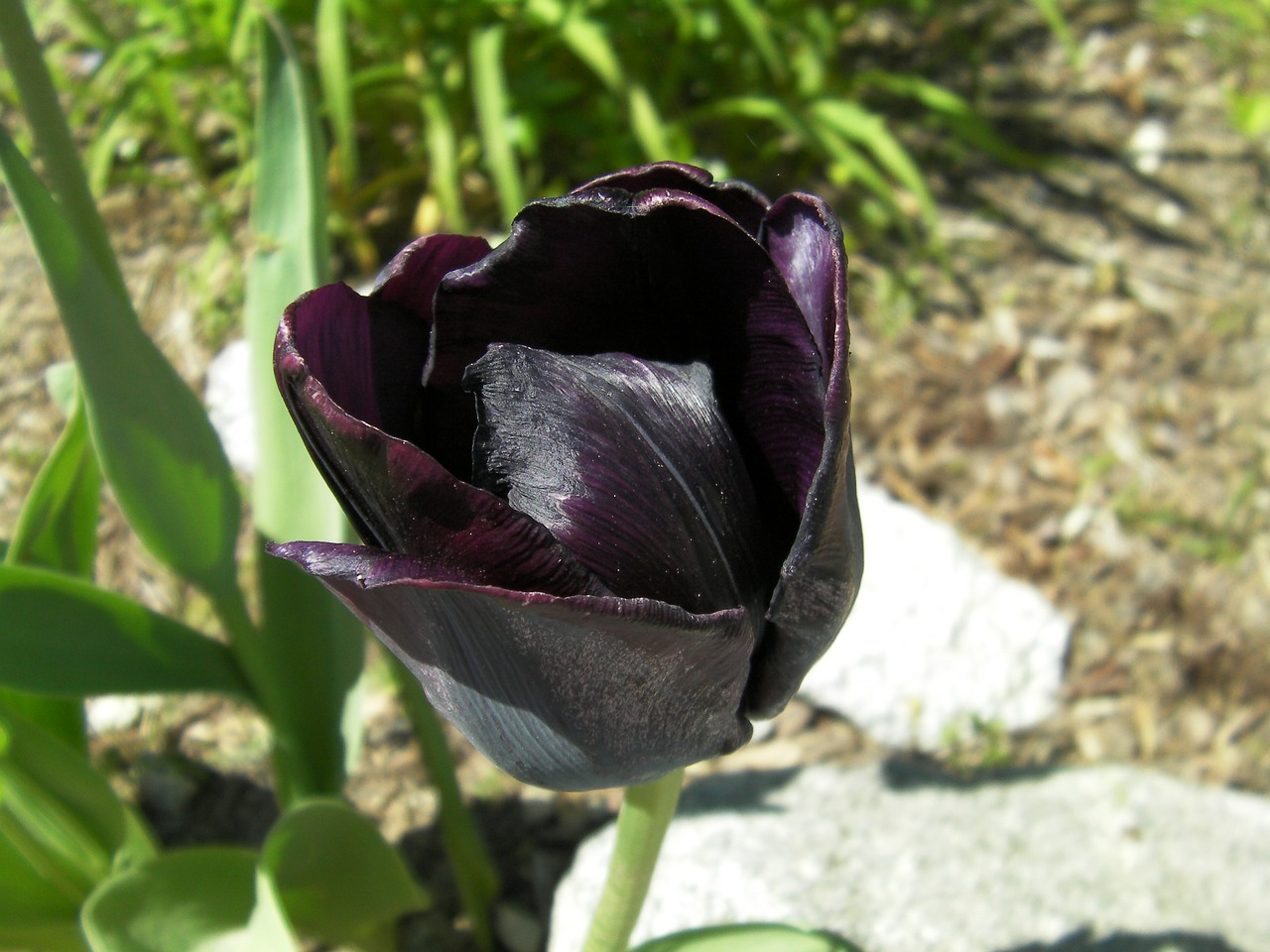 tulip tulipa black tulip free photo