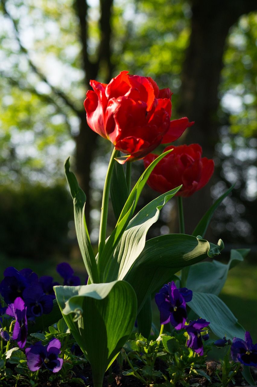 tulip flower red free photo