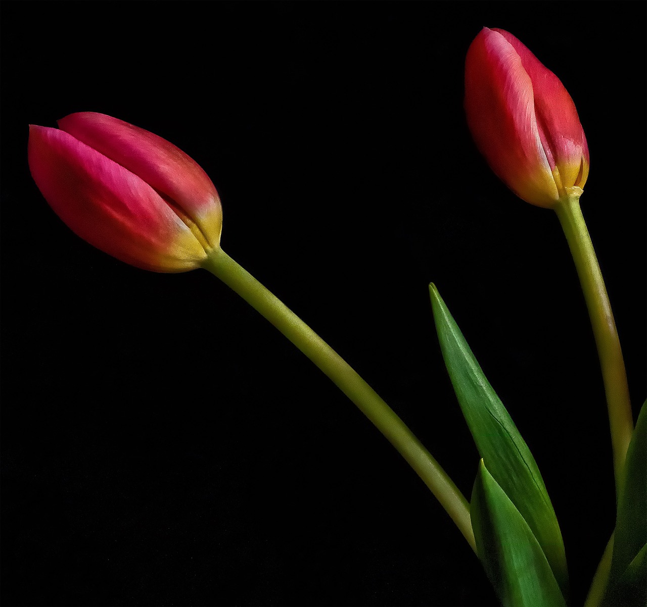 tulip  flower  still free photo