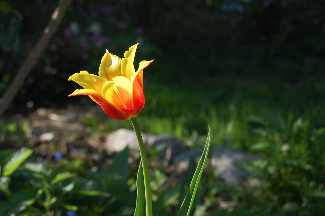 tulip  flower  spring free photo